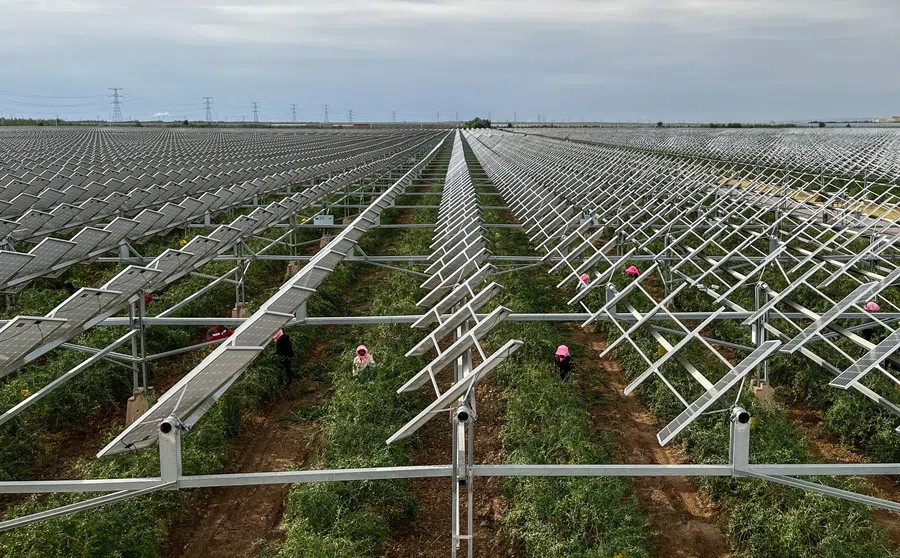 Employees collect goji berries next to solar panels at Ningxia Baofeng's agri-solar installation outside Yinchuan, Ningxia Hui Autonomous Region, China, on 16 September 2025. (Lewis Jackson/Reuters)