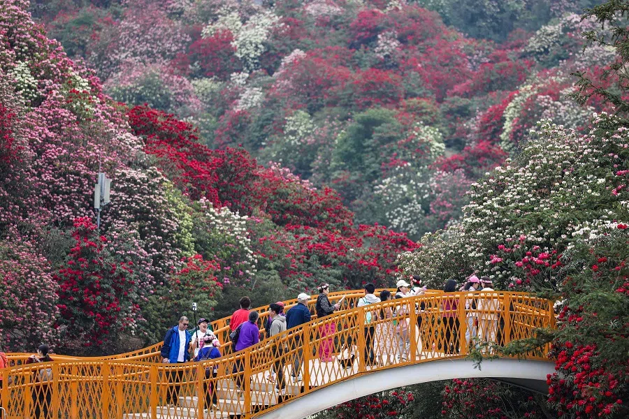 This aerial photo taken on 11 April 2024 shows visitors enjoying azaleas in full bloom at a forest park in Bijie, in China's southwestern Guizhou province. (AFP)