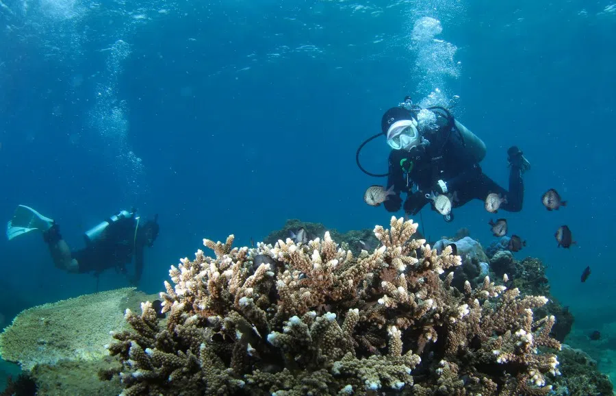 A tourist dives in the waters off Hainan, 3 August 2022. (Xinhua)