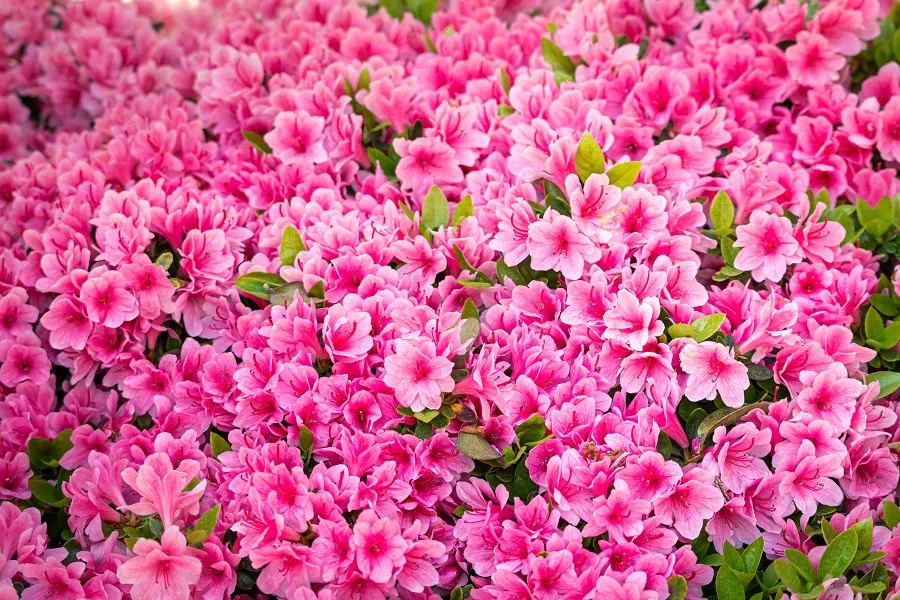 Tight clusters of pink azaleas. (iStock)