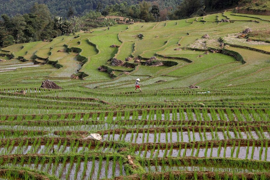 An ethnic Thai farmer works on her terraced rice field in Pu Luong, Vietnam on 29 February 2020. (Kham/File Photo/Reuters)