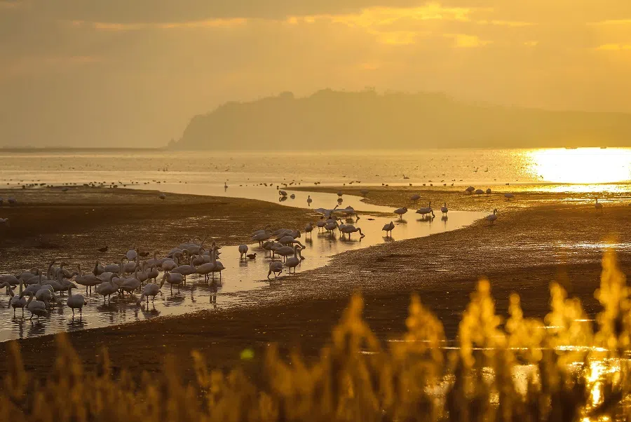 Shandong's Rongcheng Whooper Swan National Nature Reserve, 8 December 2020. (CNS)