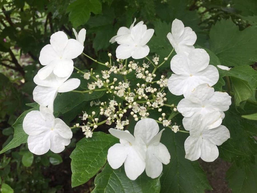 The clean and pure Chinese snowball flower. (Facebook/蔣勳)