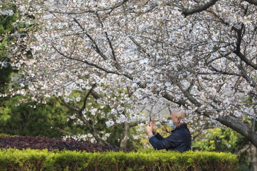 A staff member takes photos of cherry blossoms at Wuhan University, 17 March 2020. (STR/AFP)