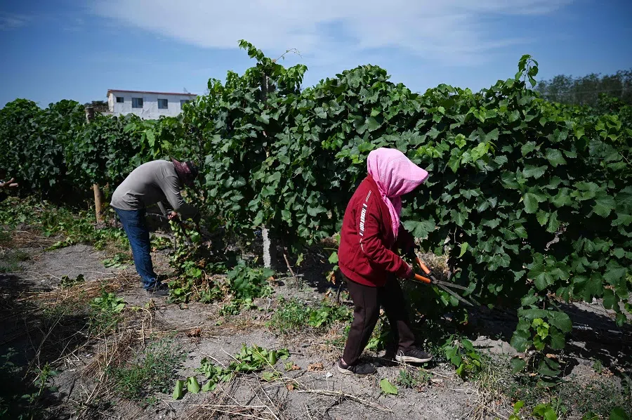 This photo taken on 22 August 2024 shows workers trimming grape vines at Jiuxi Winemakers in Yinchuan, Ningxia Hui Autonomous Region, China. (Greg Baker/AFP)
