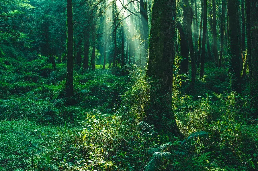 Cicada songs fill the forest in the summertime. (iStock)