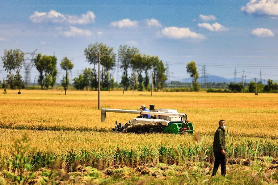 This photo taken on 6 September 2022 shows a farmer harvesting rice with a harvester machine in a field in Shenyang, Liaoning province, China. (AFP)