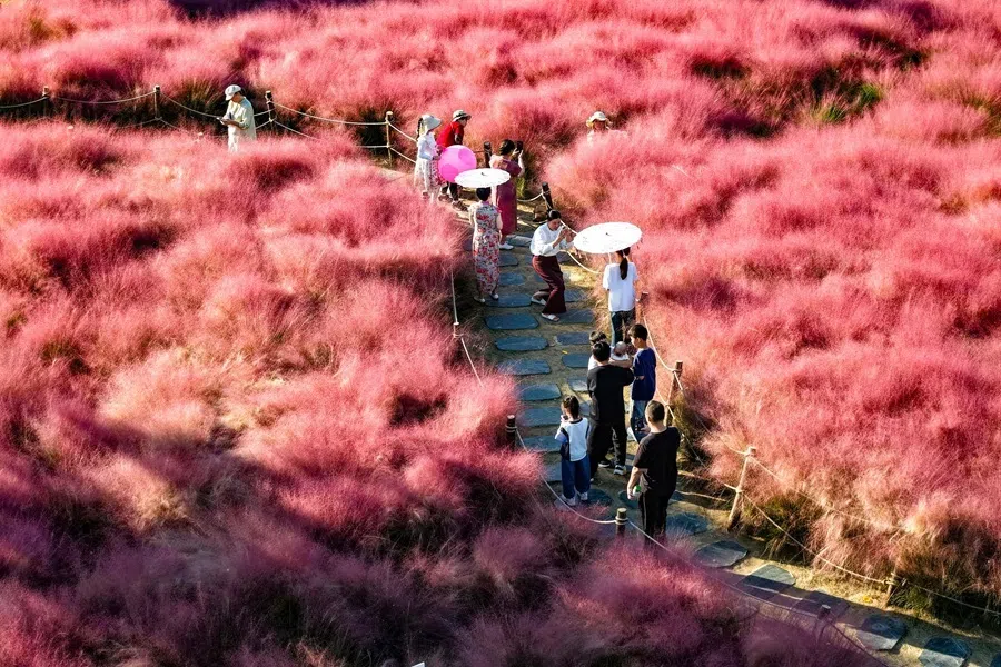 Visitors take photos in a field of pink muhly grass during the peak blooming period at a scenic area in Fuyang, in China’s eastern Anhui province on 7 October 2026.