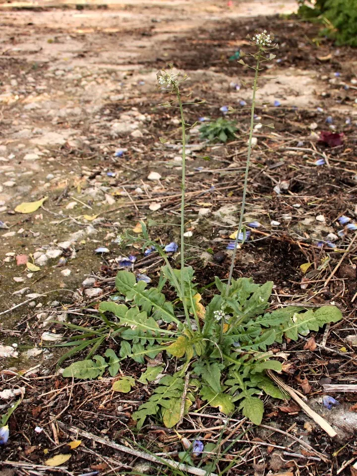 Wild shepherd's purse. (Photo: Luis nunes alberto/Licensed under CC BY-SA 3.0)