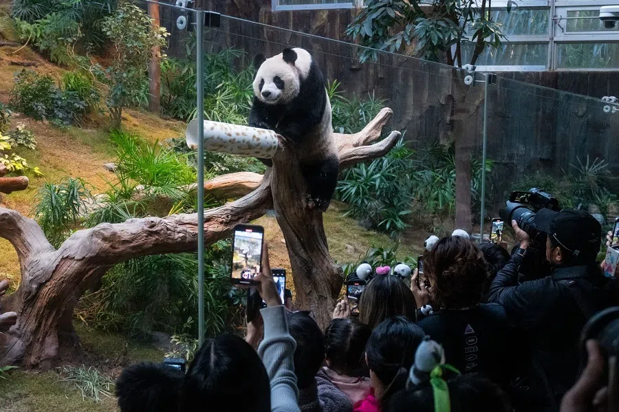 People visit the Beijing-gifted giant panda An An, at Hong Kong Jockey Club Sichuan Treasures in Ocean Park, Hong Kong, on 8 December 2024. (Billy H.C. Kwok/Bloomberg)