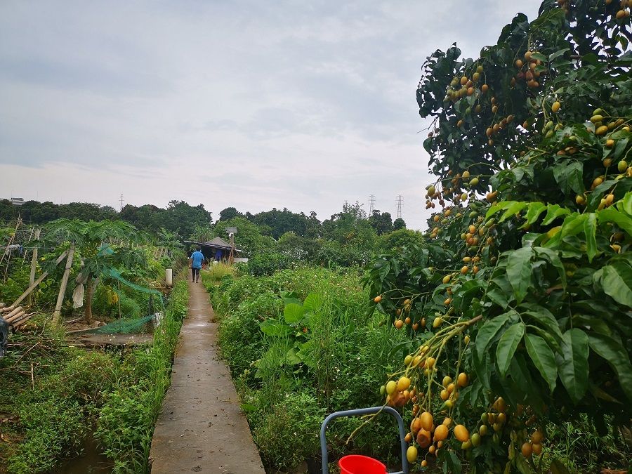 A fruit-picking farm in Guangzhou's Luntou village. (Photo: Zeng Shi)