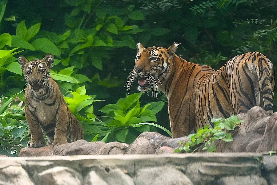 A Bengal tigress with her cub are seen at their enclosure at the Mumbai Zoo in Mumbai, India, on 11 May 2023. (Sujit Jaiswal/AFP)