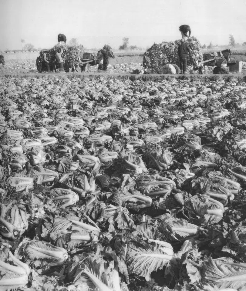 In 1959, the Communist Party promoted the Great Leap Forward, with reports of bumper harvests nationwide, later proven to be false.