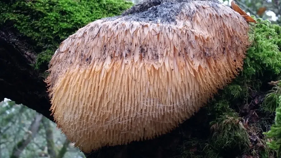 Wild lion’s mane mushroom. (Wikimedia)