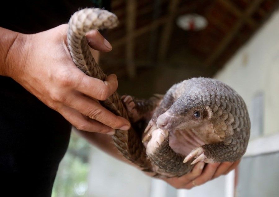 Pangolins are a popular form of game. (Internet)