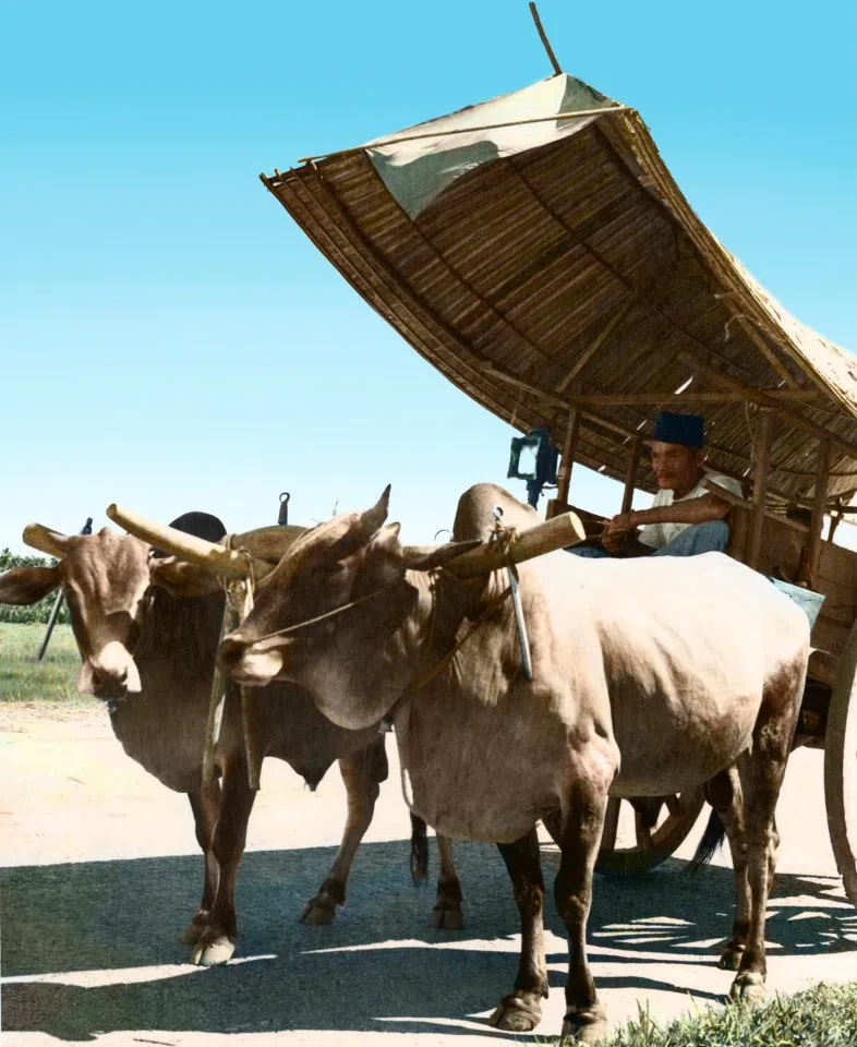 A traditional Malay bullock cart with a wooden structure against the sun at a farm in Singapore, 1960s. The bullock cart was a common means of transport in farming villages, with a strong local flavour.