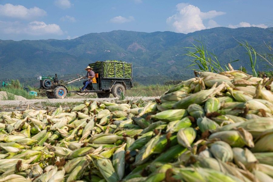 This photo taken on 15 May 2020 shows a farmer driving a tractor past discarded ears of corn near the town of Muse, as pandemic-related delays at the Myanmar-China border has forced farmers to dump their produce. (Phyo Maung Maung/AFP)