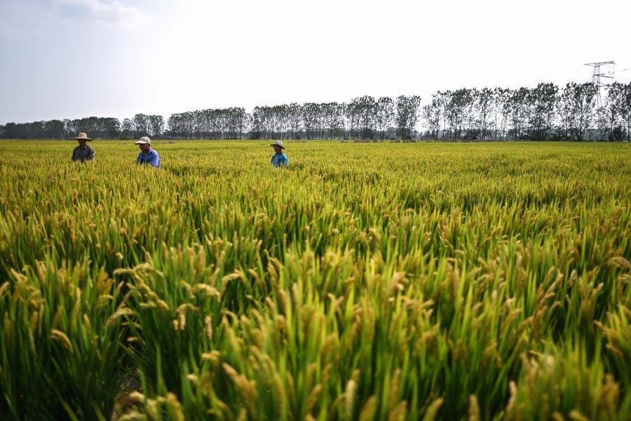 People work in a rice field of Runguo Agriculture Development Company during a media tour organised by the local government in Zhenjiang, in China's eastern Jiangsu province on 13 October 2020. (Hector Retamal/AFP)