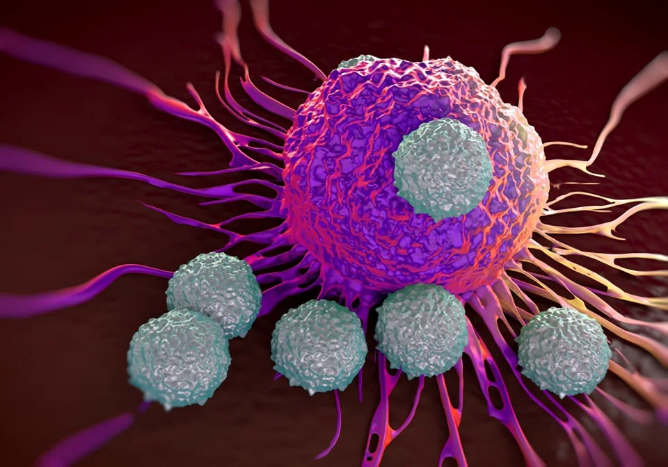 An illustration of T cells attacking cancer cell. (iStock)