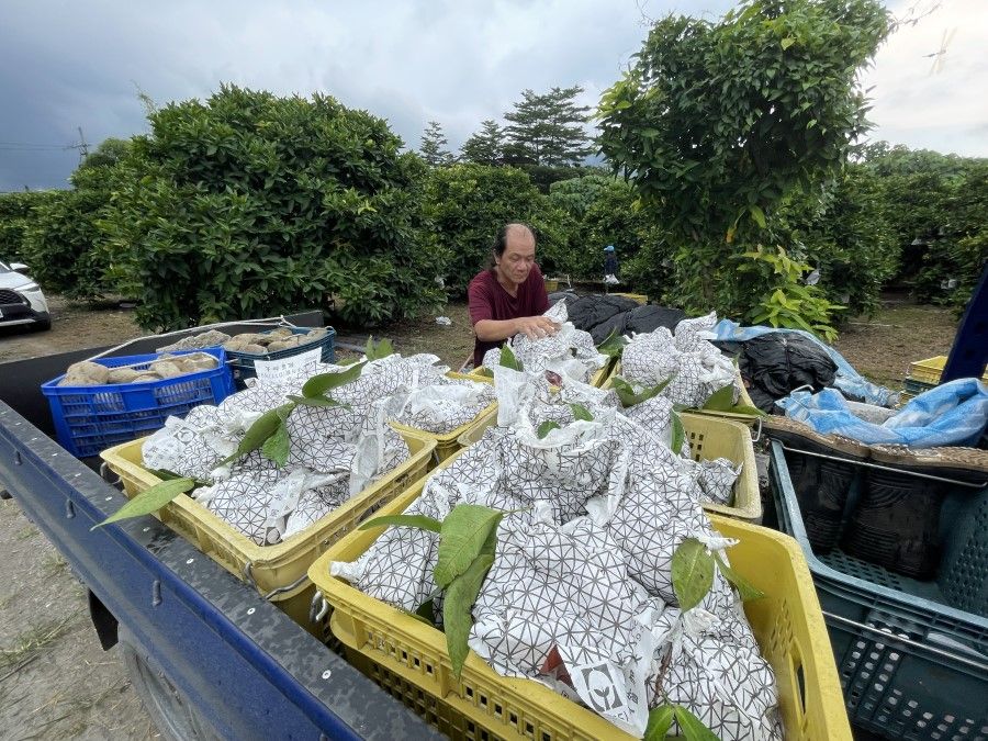 A farmer in Kaohsiung checks fruits while loading them for transport. (CNS)
