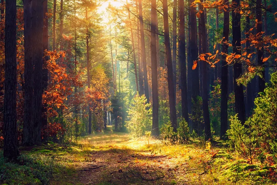 What colour is autumn's scent? (iStock)