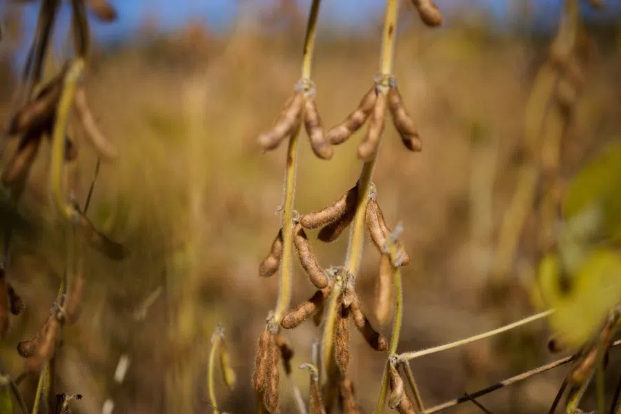 Soybeans at a farm in Ohio on 27 September 2026.