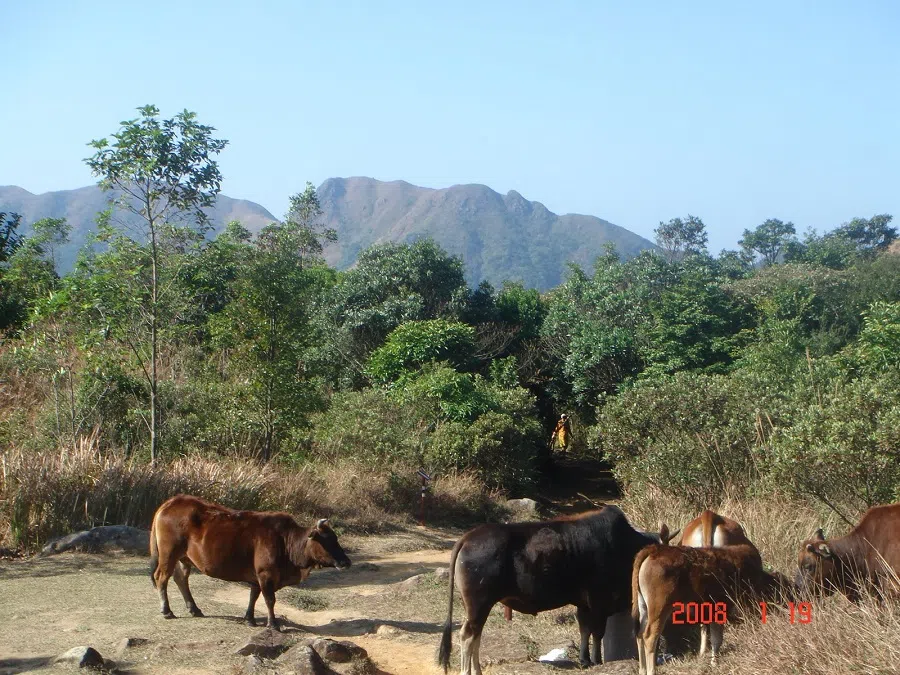 Wild animals on Ma On Shan. (Photo: Cheng Pei-kai)