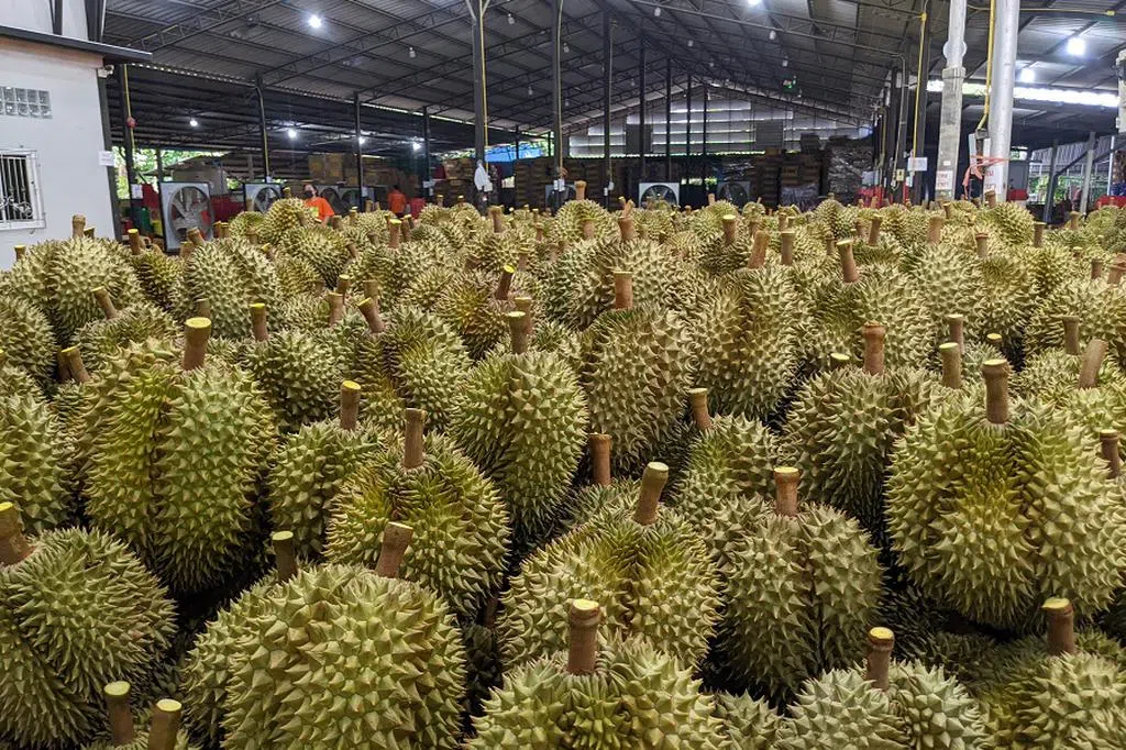 中国投资者为何争相在东南亚种植榴莲
