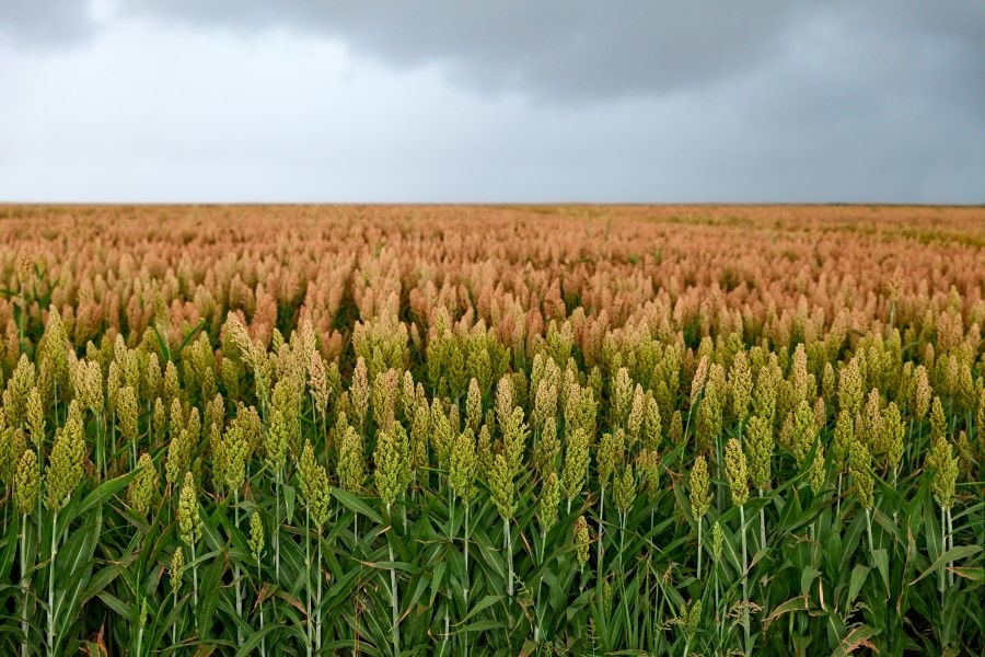 A field of sorghum stretches into the distance. (iStock)