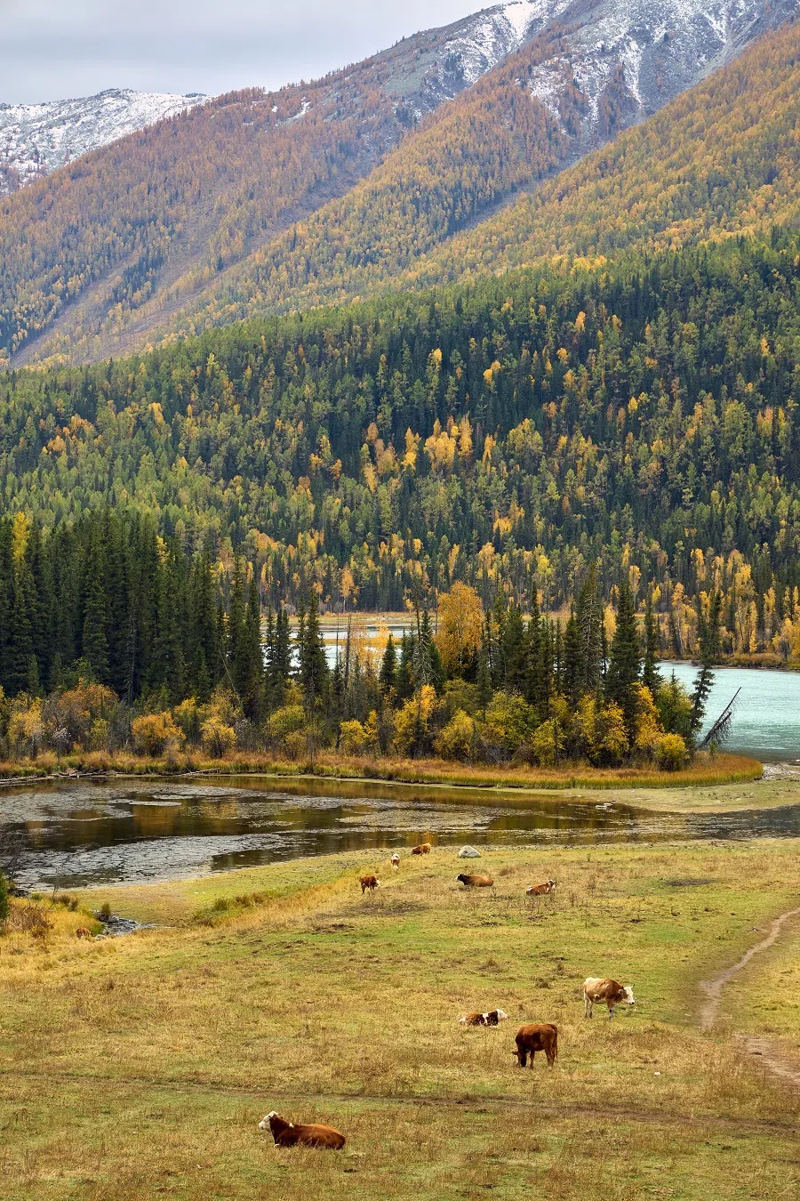 A forest path winding along the river sits between Moon Bay and Wolong Bay. As you stroll along the path, take in the sight of birds flitting among the trees and the gurgling sound of flowing water, and exchange greetings with herders tending to their livestock in the forest meadows. Even during peak tourist season, the forest path remains a tranquil haven where you can commune quietly with nature.
