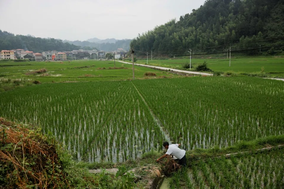 A farmer tends to his rice field in the village of Yangchao in Liping County, Guizhou province, China, 11 June 2021. (Thomas Peter/Reuters)