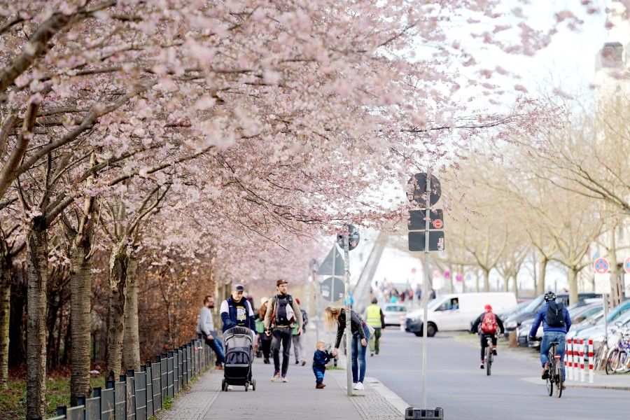 Pedestrians at the "cherry blossom avenue" along the Schwedter Strasse, Berlin. (Peng Dawei/CNS)