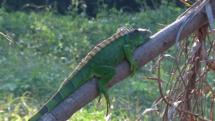 A green iguana that Liu has dubbed “Dinosaur”. (Screen grab from video)