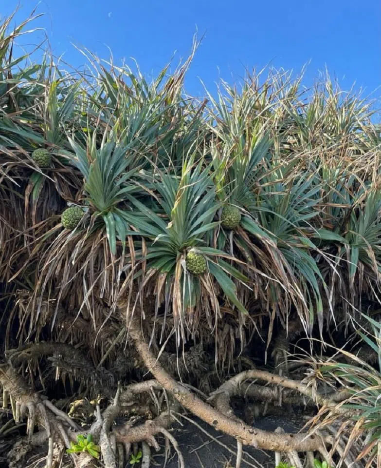 Screw pine shrubs. (Facebook/蔣勳)