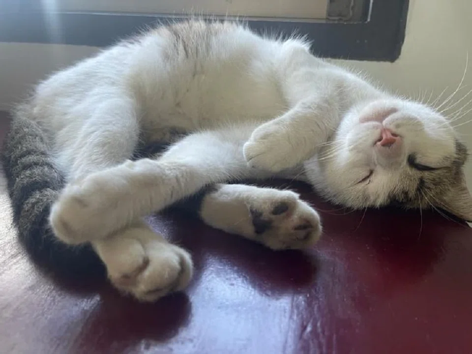 Art historian Chiang Hsun learns some life lessons from a stray cat at a farmhouse. (Facebook/蔣勳)