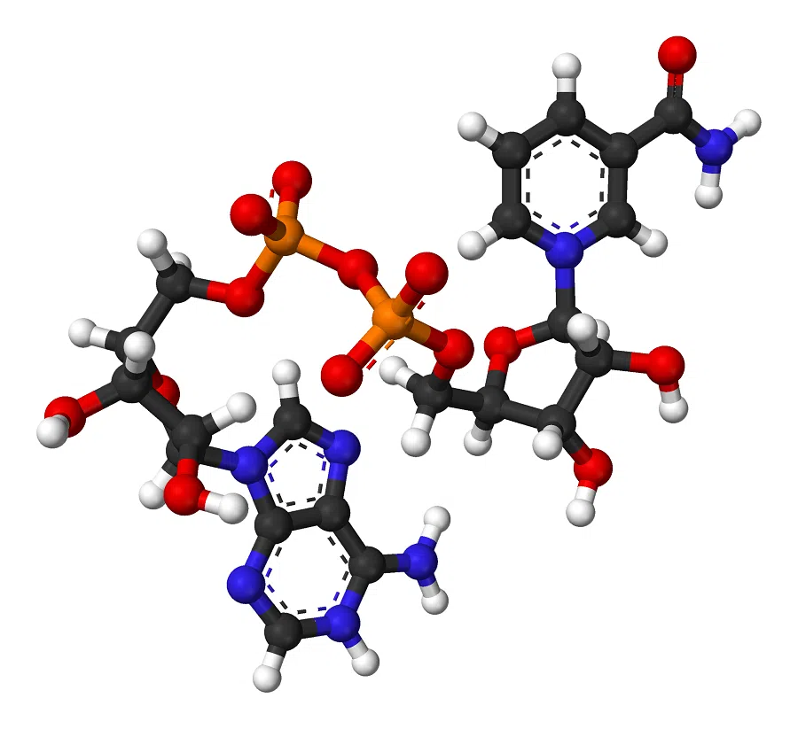 A ball-and-stick model of the nicotinamide adenine dinucleotide molecule, NAD+. (Black: Carbon; white: Hydrogen; blue: Nitrogen; red: Oxygen; orange: Phosphorus) (Wikimedia)