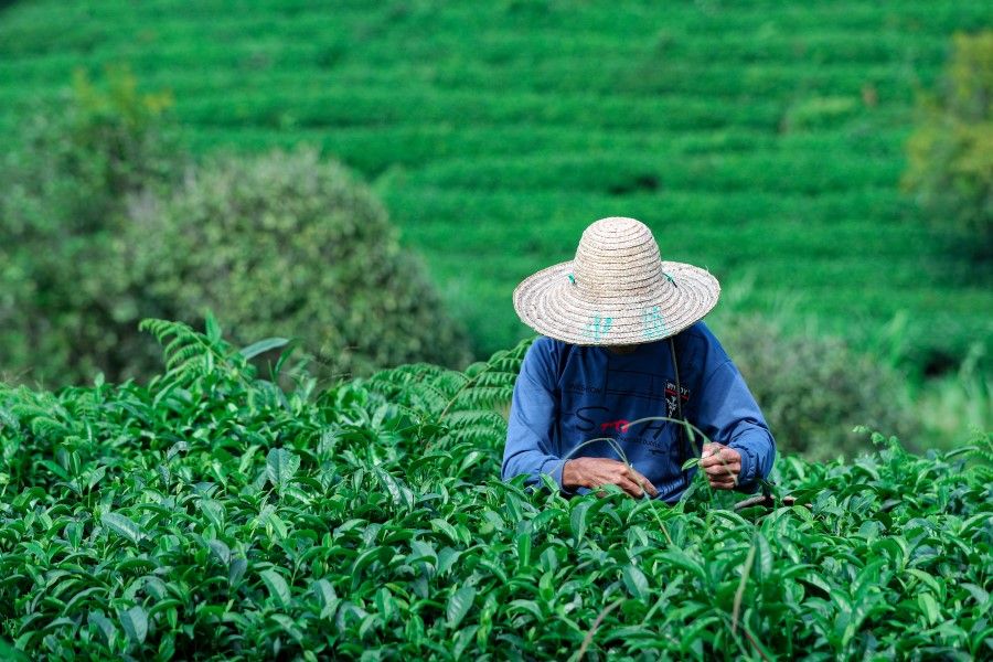 A farmer harvesting organic tea leaves on a pilot project plantation in Jiangkou village, Jiangping county, Guangxi province, on 28 October 2020. (CNS)