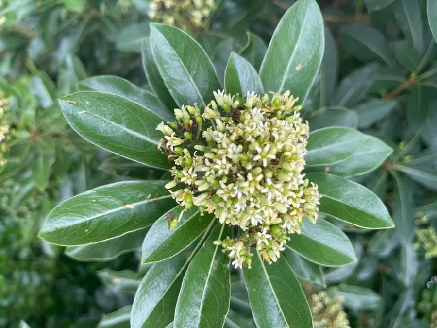 A cluster of Japanese cheesewood flowers. (Facebook/蔣勳)