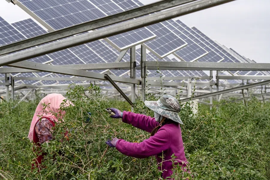 Workers prune gogi berry bushes under solar panels at the Baofeng Agriculture-Photovoltaic Integration Industrial Base near Yinchuan, Ningxia autonomous region, on 16 September 2025. (Qilai Shen/Bloomberg)