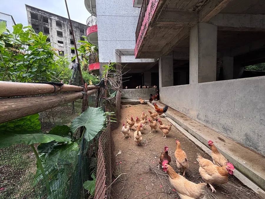 The ground floor of an unfinished building in Australia Garden Village has been turned into a chicken farm.