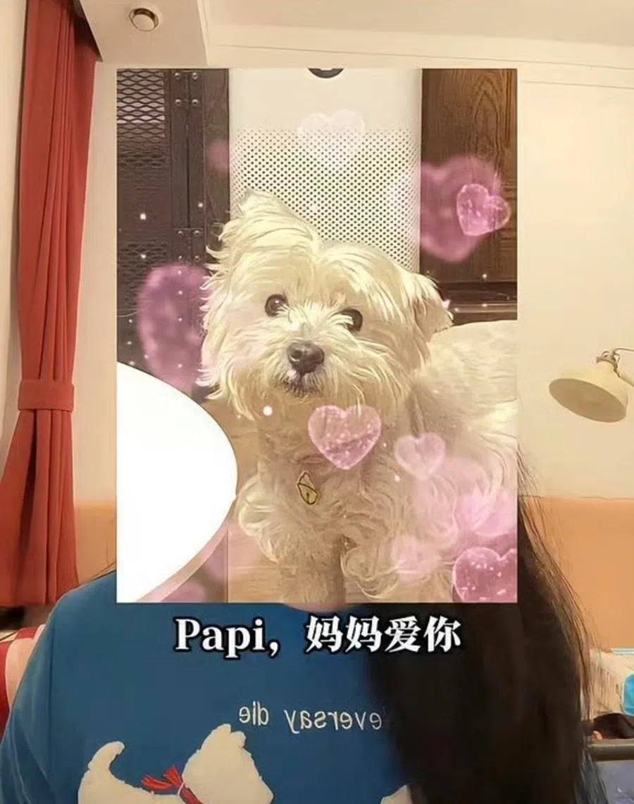 Papi’s owner has never given up on seeking justice for her dog. The perpetrator of the pet poisoning case was ultimately sentenced to four years in jail.