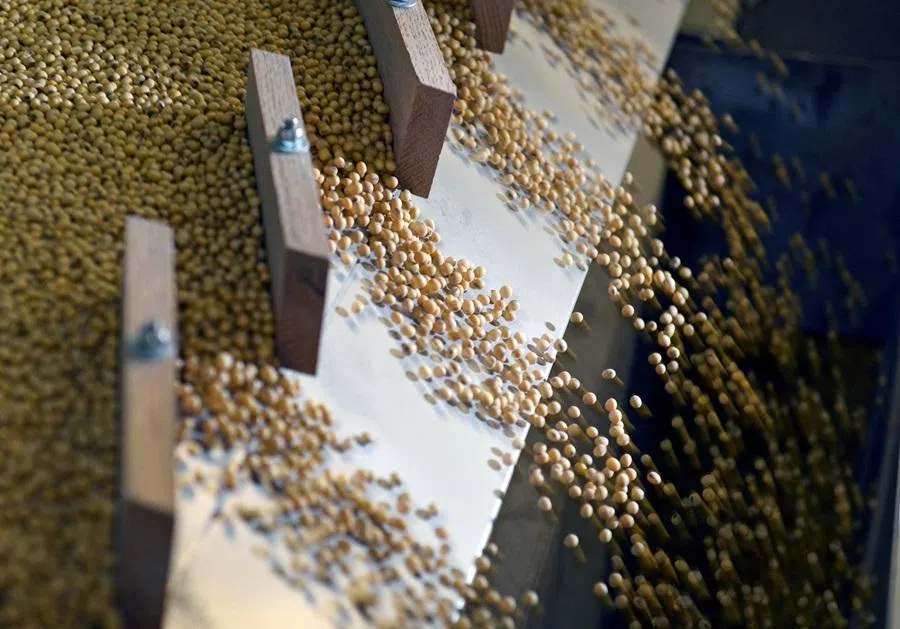 Soybeans being sorted according to their weight and density on a gravity sorter machine at Peterson Farms Seed facility in Fargo, North Dakota, US, on 6 December 2017. (Dan Koeck/Reuters)