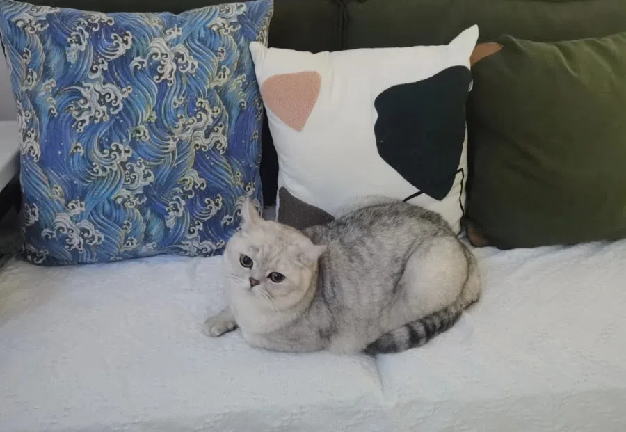 This is my brother Jelly.