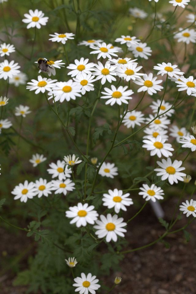 Pyrethrum daisies that keep away the mosquitoes. (Photo: Averater/Licensed under CC BY-SA 3.0)