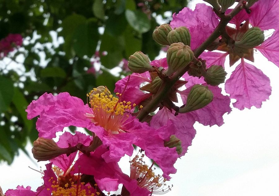 Pride of India (Lagerstroemia speciosa) flowers. (Photo: Low Hwee Sian)
