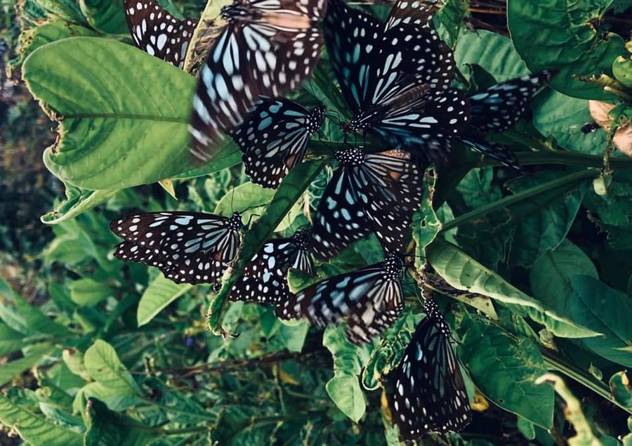 Blue tiger butterflies. (Facebook/蔣勳)