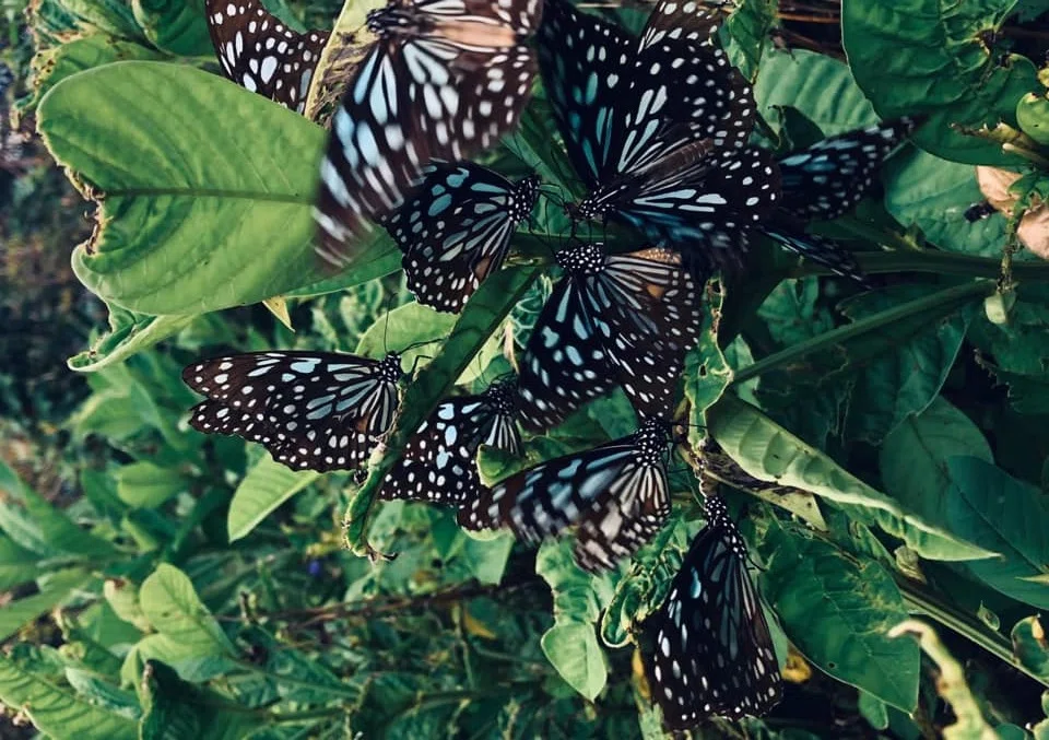 Blue tiger butterflies. (Facebook/蔣勳)