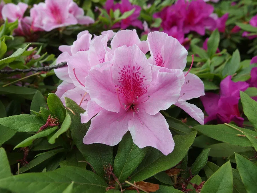 An azalea flower. (Photo: Guilhem Vellut/Licensed under CC BY 2.0)