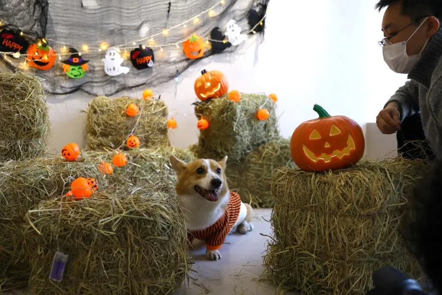 A man tries to draw attention from a dog to make him stay still for pictures at a dog event on Halloween Day in Beijing, China, 31 October 2021. (Tingshu Wang/Reuters)