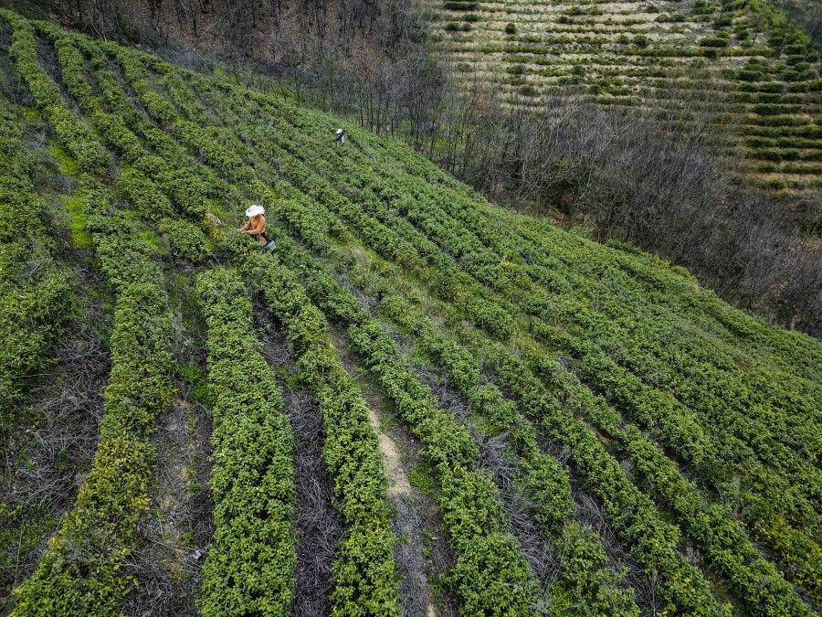 Workers go back to work at a tea plantation in Sanli village in Dawu county, Hubei province, 16 March 2020. As temperatures warm up with the spring, Hubei's tea picking is slowly restarting. Dawu county is reliant on its tea industry, which is one of its major pillars. (Hu Huhu/Xinhua)
